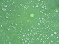 Closeup Shot Of Water Droplets On A Green Large Leaf Of A Lotus Flower