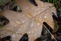 Closeup shot of water droplets on a maple leaf Royalty Free Stock Photo