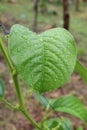 Closeup shot of the water drops on a fresh green leaf on blurred nature background Royalty Free Stock Photo