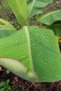 Closeup shot of the water drops on a fresh green leaf on blurred nature background Royalty Free Stock Photo