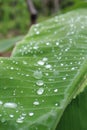 Closeup shot of the water drops on a fresh green leaf on blurred nature background Royalty Free Stock Photo