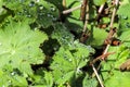 Closeup shot of water drops on the leaves of a Lady's mantle Royalty Free Stock Photo