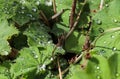 Closeup shot of water drops on the leaves of a Lady's mantle Royalty Free Stock Photo