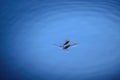 Water Strider or Skater Standing on Surface of Water Royalty Free Stock Photo