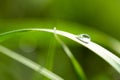 Closeup shot of a waterdrop on green grass on a blurred background Royalty Free Stock Photo
