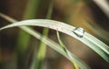 Closeup shot of a waterdrop on green grass on a blurred background Royalty Free Stock Photo