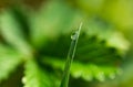 Closeup shot of a waterdrop on green grass on a blurred background Royalty Free Stock Photo