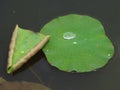 Closeup shot of a waterdrop on a green lotus leaf