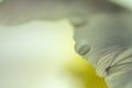 Closeup shot of a waterdrop on the white petal of a tulip