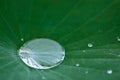 Closeup shot of waterdrops on a green lotus leaf after a rain Royalty Free Stock Photo