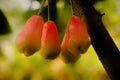 Closeup shot of wax apple fruit, bunch of fruits with selective focus.