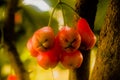 Closeup shot of wax apple fruit, bunch of fruits with selective focus