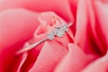 Closeup shot of a wedding ring on a pink rose Royalty Free Stock Photo