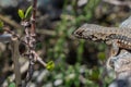 Closeup shot of a Western fence lizard head near plant with blur background Royalty Free Stock Photo