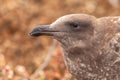 Closeup shot of a western gull chick on the blurry background Royalty Free Stock Photo