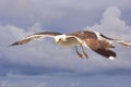 Closeup shot of a Western gull flying in the blue sky Royalty Free Stock Photo