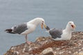 Closeup shot of western gulls walking near the sea