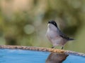 Closeup shot of a Western Orphean Warbler perched on a water fountain