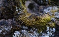 Closeup shot of wet green moss growing on a stone Royalty Free Stock Photo