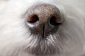 Closeup shot of wet nose of white maltese dog in studio Royalty Free Stock Photo