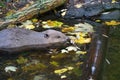 Closeup shot of a wet nutria swimming in the river