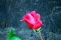 Closeup shot of a wet pink rose with dew droplets Royalty Free Stock Photo