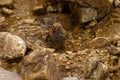 Closeup shot of a wet Prunella modularis bird on a stone