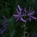 Closeup shot of a wet purple common camas flower with a blurred background