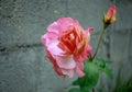 Closeup shot of a wet wilting orange pink rose in a bush Royalty Free Stock Photo