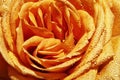 Closeup shot of a wet yellow rose Royalty Free Stock Photo