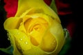 Closeup shot of a wet yellow rose with a blurred background Royalty Free Stock Photo