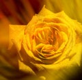 Closeup shot of a wet yellow rose with blurry effects in the background Royalty Free Stock Photo