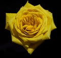 Closeup shot of a wet yellow rose isolated on a black background Royalty Free Stock Photo