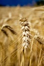Closeup shot of a wheat field, showcasing the golden stalks of wheat Royalty Free Stock Photo