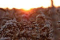 Closeup shot of wheat spike in the fields during sunset