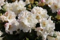 Closeup shot of white beautiful flowers Royalty Free Stock Photo