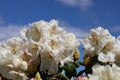 Closeup shot of white beautiful flowers Royalty Free Stock Photo