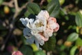 Closeup shot of white beautiful flowers Royalty Free Stock Photo