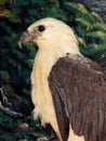 Closeup shot of white-bellied sea eagle (haliaeetus leucogaster)