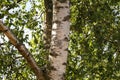 Closeup shot of white birch trunk in the forest Royalty Free Stock Photo