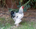 Closeup shot of a white and black Brahma chicken on a grass field