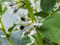 Closeup shot of white and black flower of Broad bean plant before beginning to bear fruit Royalty Free Stock Photo