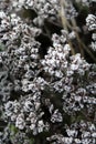 Closeup shot of the white blooming flower of the tree in the garden on a sunny day Royalty Free Stock Photo