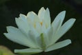 Closeup shot of white blooming water lily flower with droplets of water Royalty Free Stock Photo