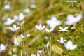 Closeup shot of white bluets flowers blooming in a field