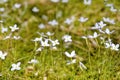 Closeup shot of white bluets flowers blooming in a field