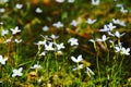 Closeup shot of white bluets flowers blooming in a field