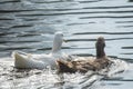 Closeup shot of white and brown couple of ducks swimming in the lake