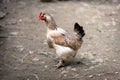 Closeup shot of a white and brown hen on the ground Royalty Free Stock Photo