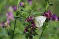 Closeup shot of a white butterfly on the Lathyrus vernus plant